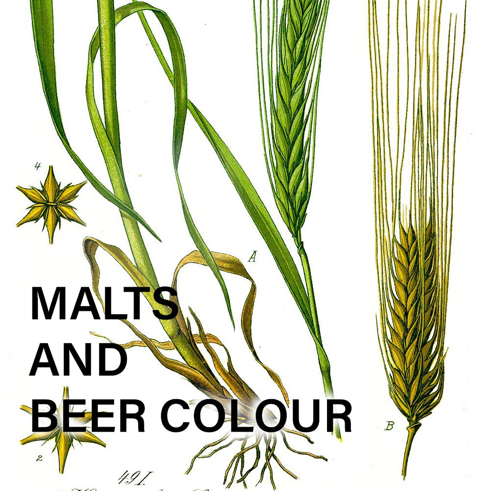 Malts and Beer Colour